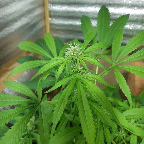 Amnesia growlog timeline photo