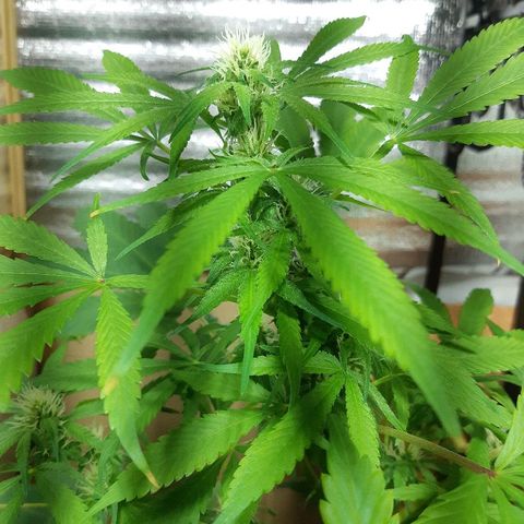 Amnesia growlog timeline photo