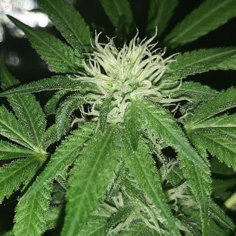 Amnesia growlog timeline photo