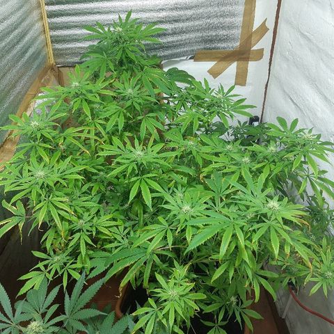 Amnesia growlog timeline photo
