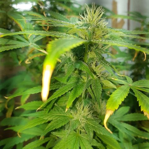 Amnesia growlog timeline photo
