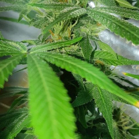 Amnesia growlog timeline photo