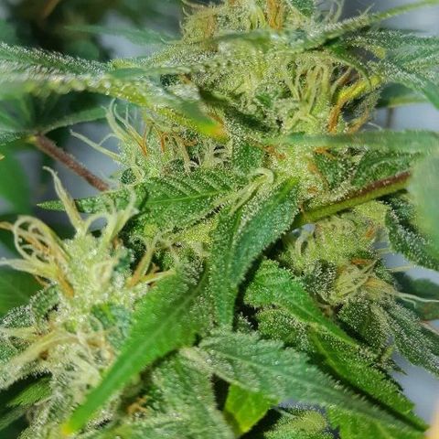 Amnesia growlog timeline photo