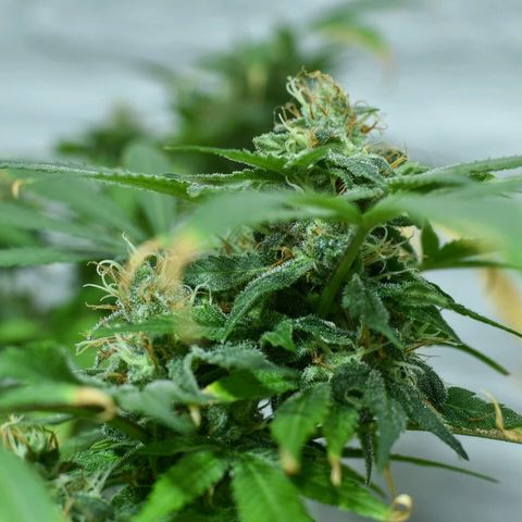 Amnesia growlog timeline photo