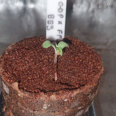 3RH #1 growlog timeline photo
