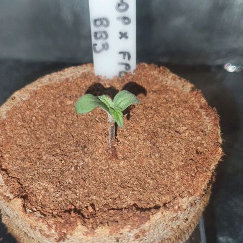 3RH #1 growlog timeline photo