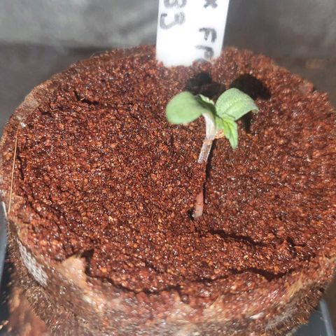 3RH #1 growlog timeline photo