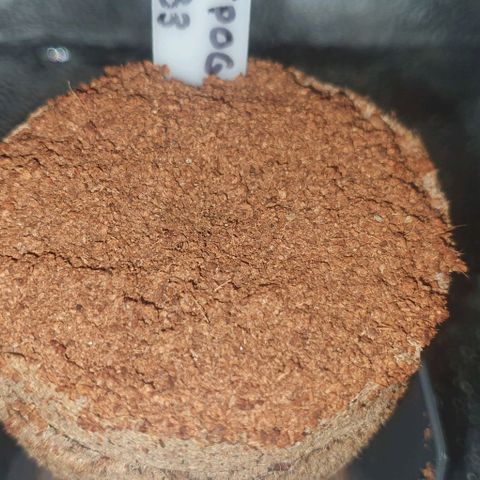 3RH #2 growlog photo: No seed breakthrough at this stage.