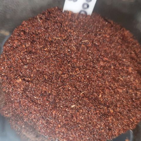 3RH #2 growlog photo: No seed breakthrough at this stage.