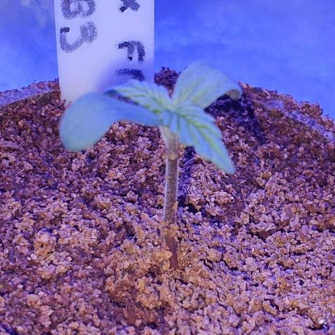 3RH #1 growlog timeline photo