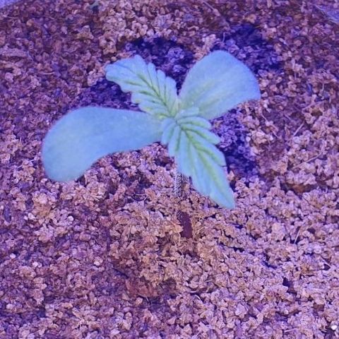 3RH #1 growlog timeline photo