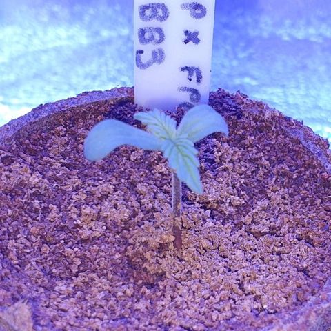 3RH #1 growlog timeline photo