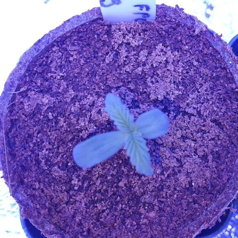 3RH #1 growlog timeline photo