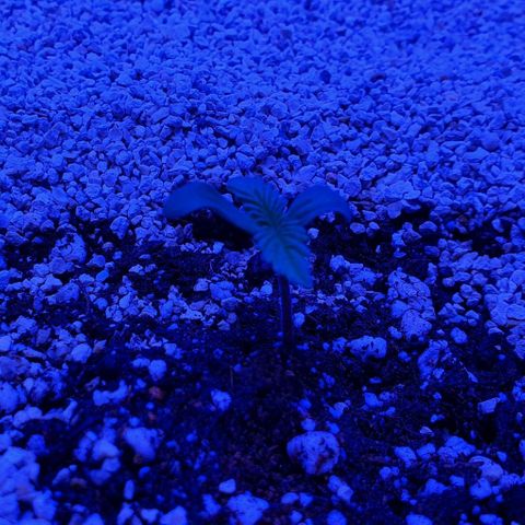 3RH #1 growlog timeline photo