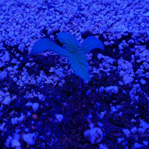 3RH #1 growlog timeline photo