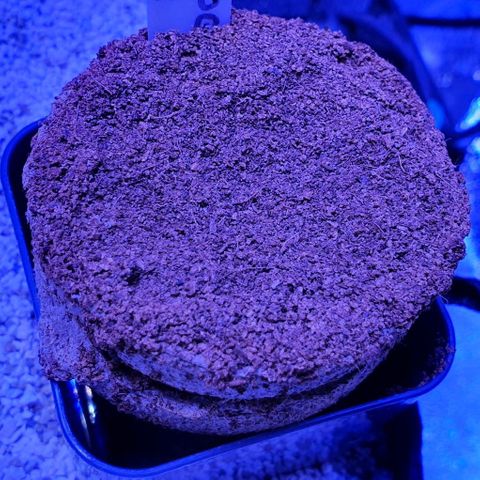 3RH #2 growlog timeline photo