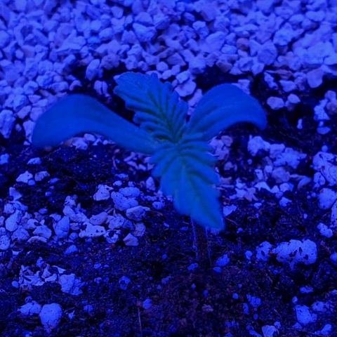 3RH #1 growlog timeline photo