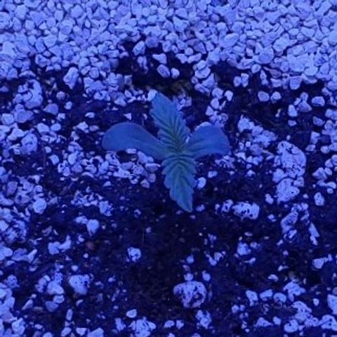 3RH #1 growlog timeline photo