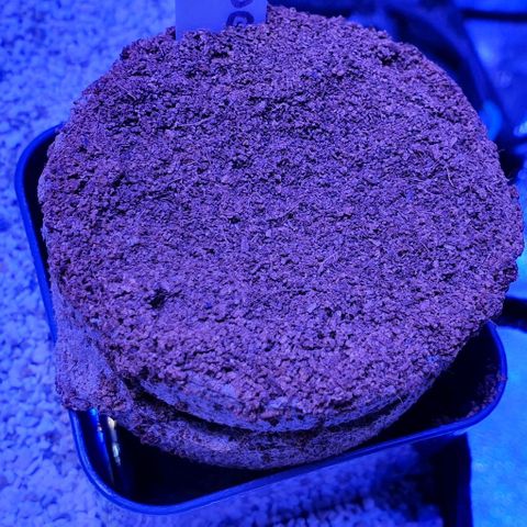 3RH #2 growlog timeline photo