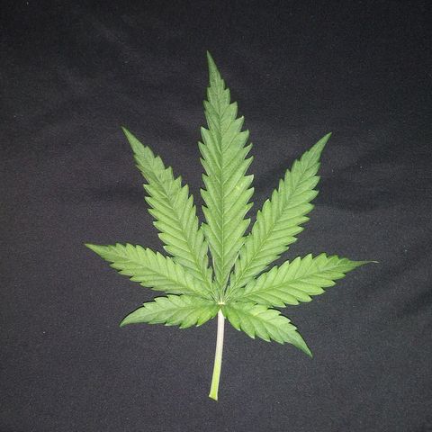 3RH #2 growlog timeline photo