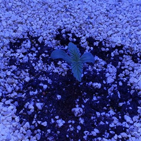 3RH #1 growlog timeline photo