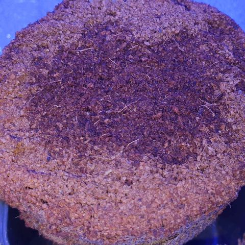 3RH #2 growlog timeline photo