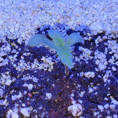 3RH #1 growlog timeline photo