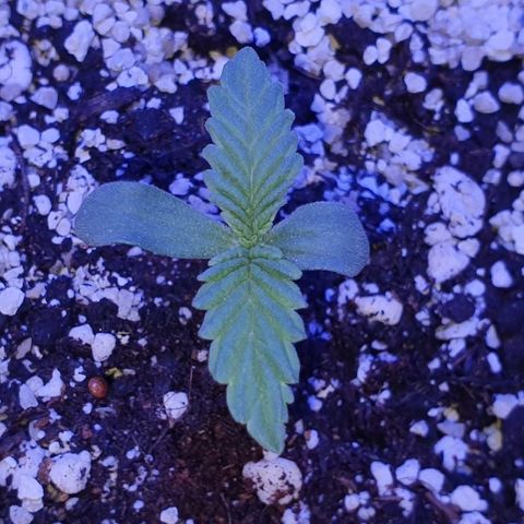 3RH #1 growlog timeline photo