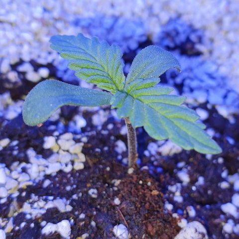 3RH #1 growlog timeline photo