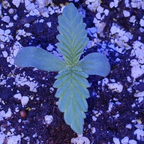3RH #1 growlog timeline photo