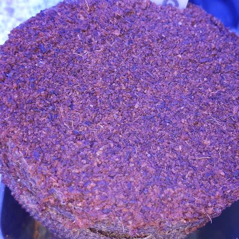 3RH #2 growlog photo: No seed breakthrough. 