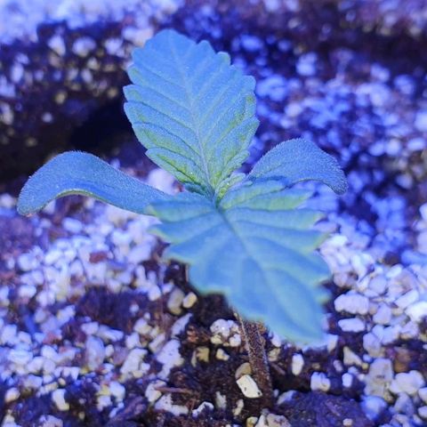 3RH #1 growlog timeline photo