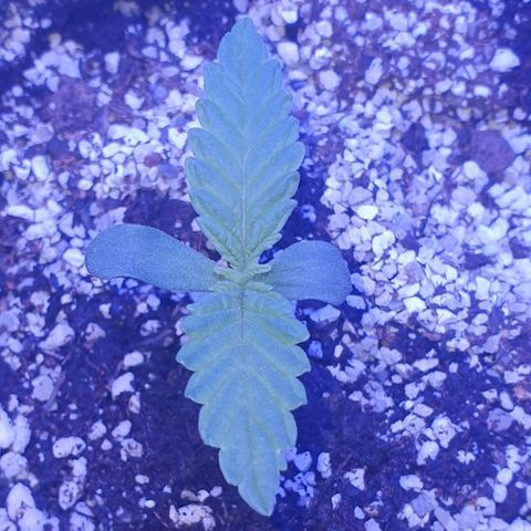 3RH #1 growlog timeline photo