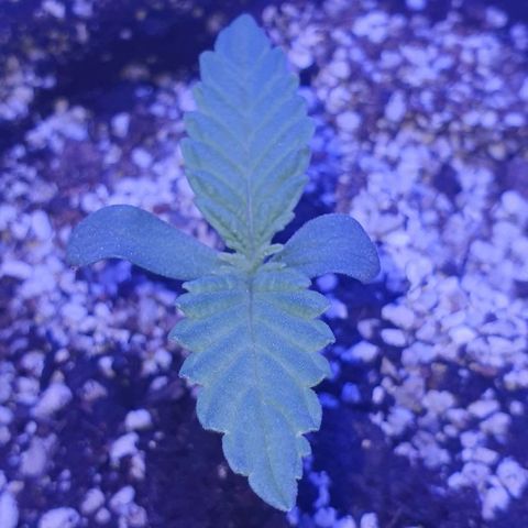 3RH #1 growlog timeline photo
