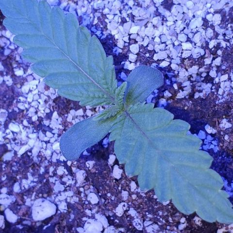 3RH #1 growlog timeline photo