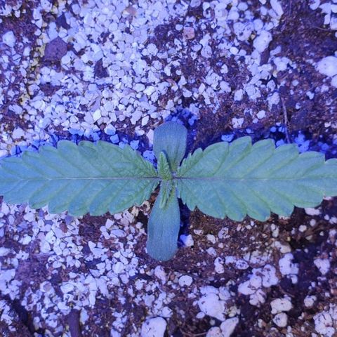 3RH #1 growlog timeline photo