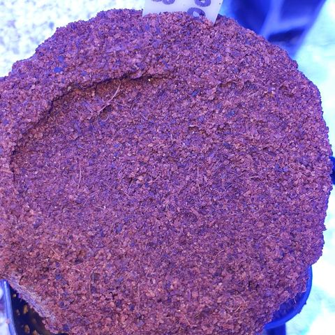 3RH #2 growlog timeline photo