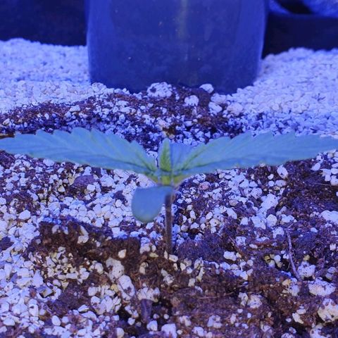 3RH #1 growlog timeline photo