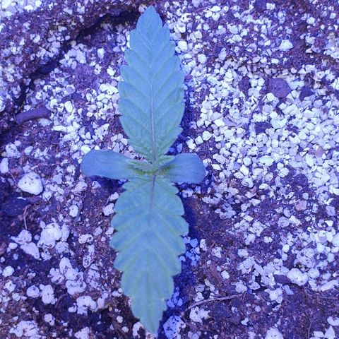 3RH #1 growlog timeline photo