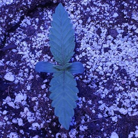 3RH #1 growlog timeline photo