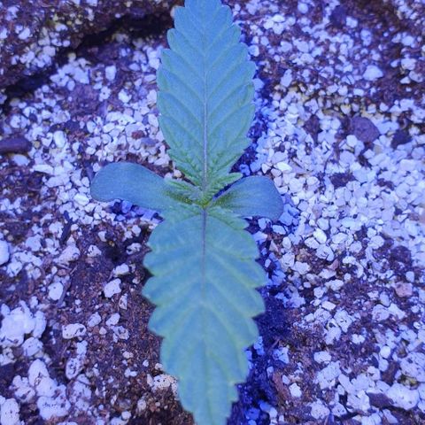 3RH #1 growlog timeline photo