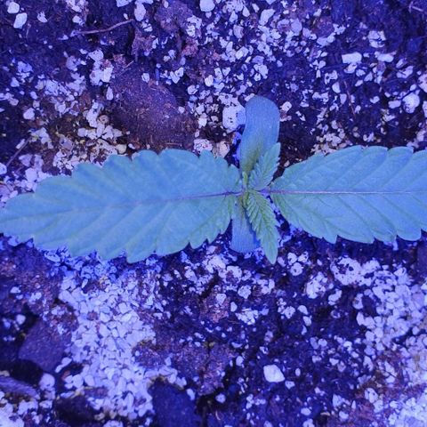 3RH #1 growlog timeline photo