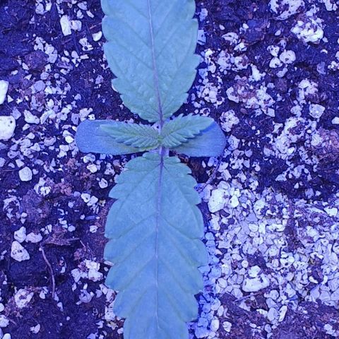 3RH #1 growlog timeline photo