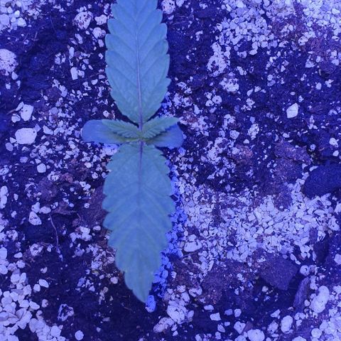 3RH #1 growlog timeline photo