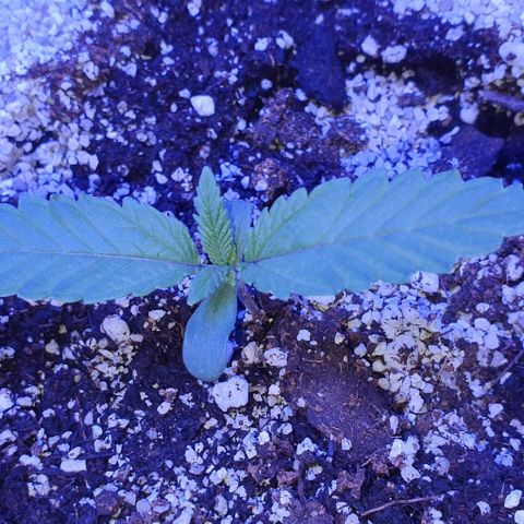3RH #1 growlog timeline photo