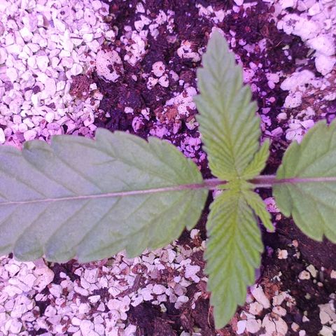 3RH #1 growlog timeline photo