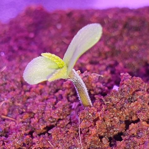 3RH #2 growlog timeline photo