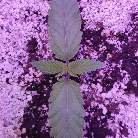 3RH #1 growlog timeline photo