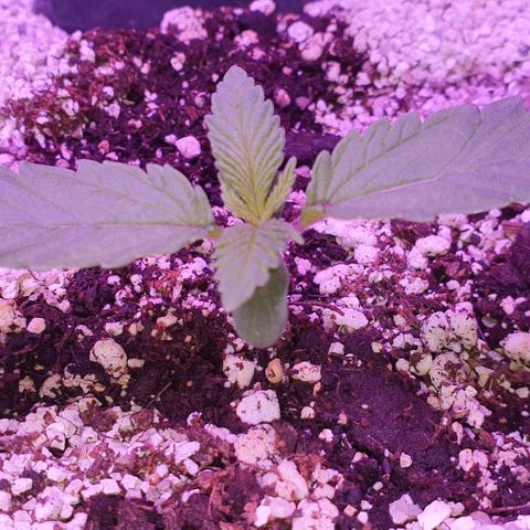 3RH #1 growlog timeline photo
