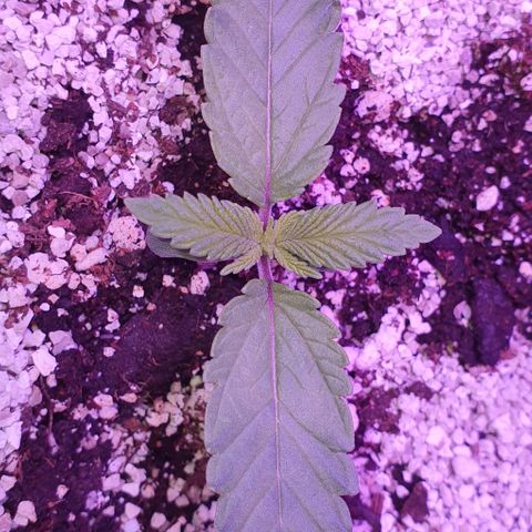 3RH #1 growlog timeline photo